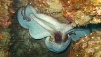 600 Poulpe (Octopus vulgaris)
